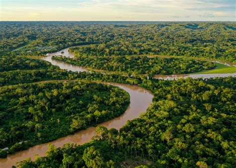 amazon rainforest charities|Rainforest Trust Saves Rainforests – Donate Now – .